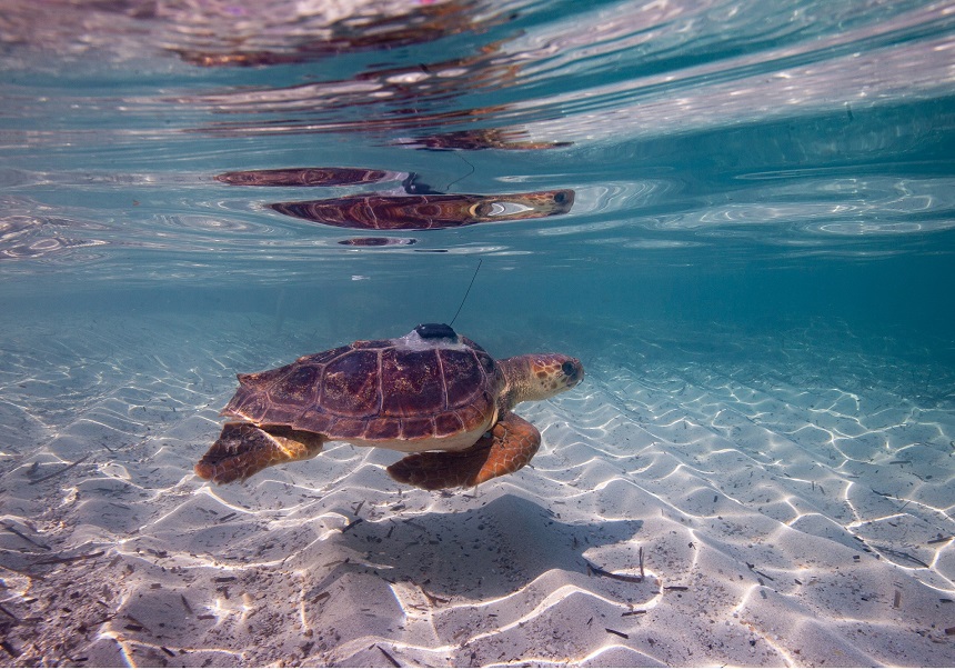 Specimen of sea turtle studied in the Mediterranean. Credit: Miquel Gomila.